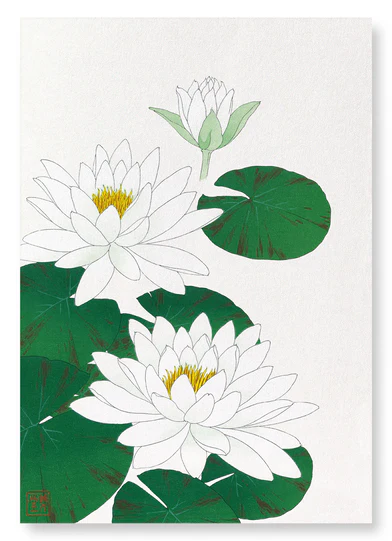 WHITE WATERLILY: Japanese Art Print (Size A3 Unframed)