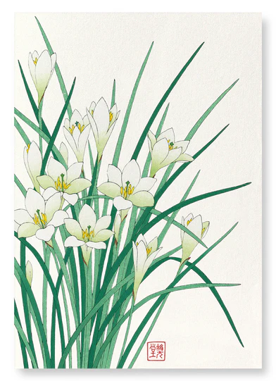 ZEPHYR LILY: Japanese Art Print (Size A3 Unframed)